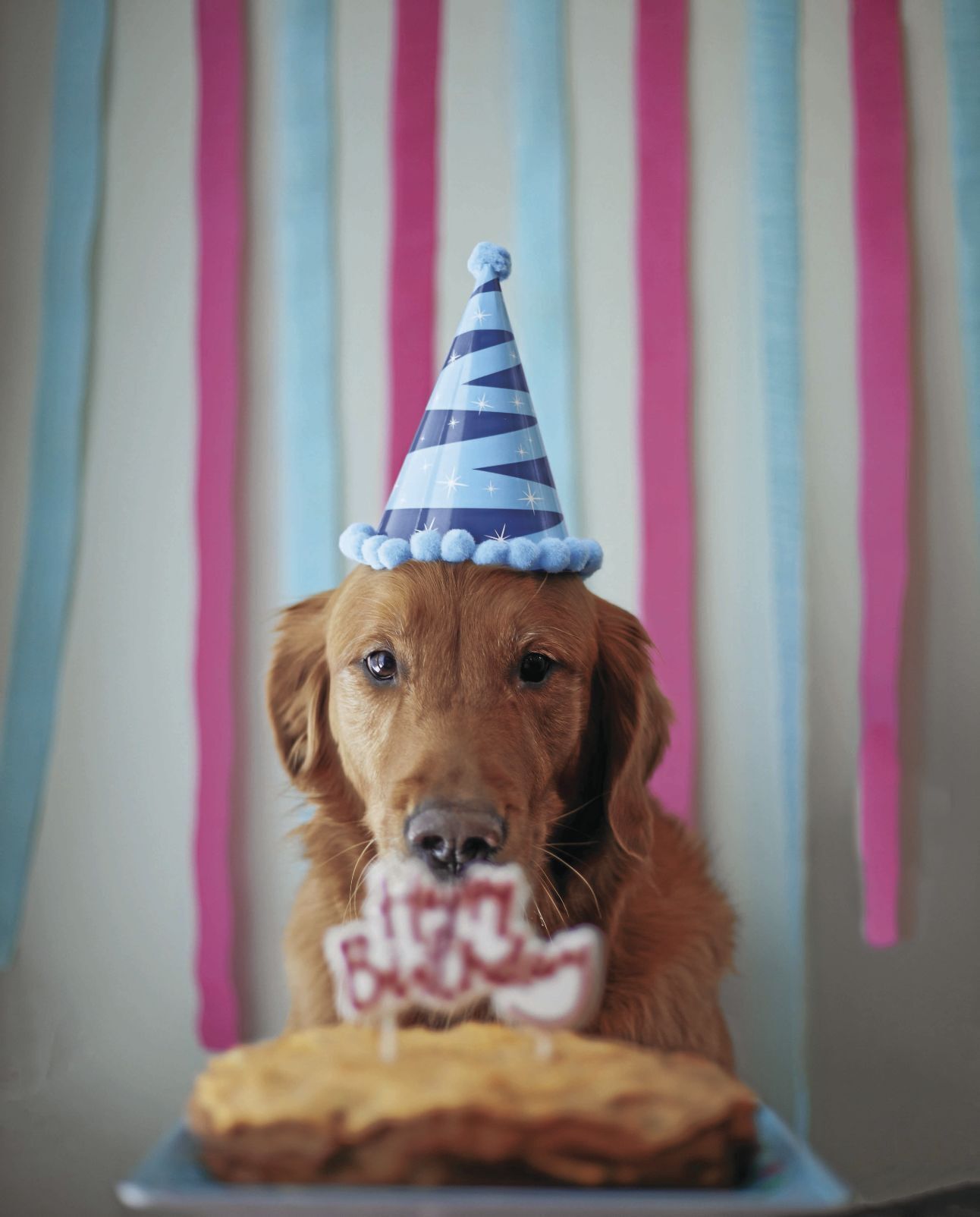 _jasmin-chew-LvuwrTKvX4I-unsplash_CMYK.jpg